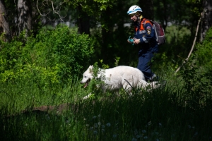 Новосибирские спасатели дают советы, как не потеряться в лесу в поисках дикоросов